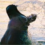 hippo in sabi